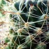 Mammillaria _fitkaui _06